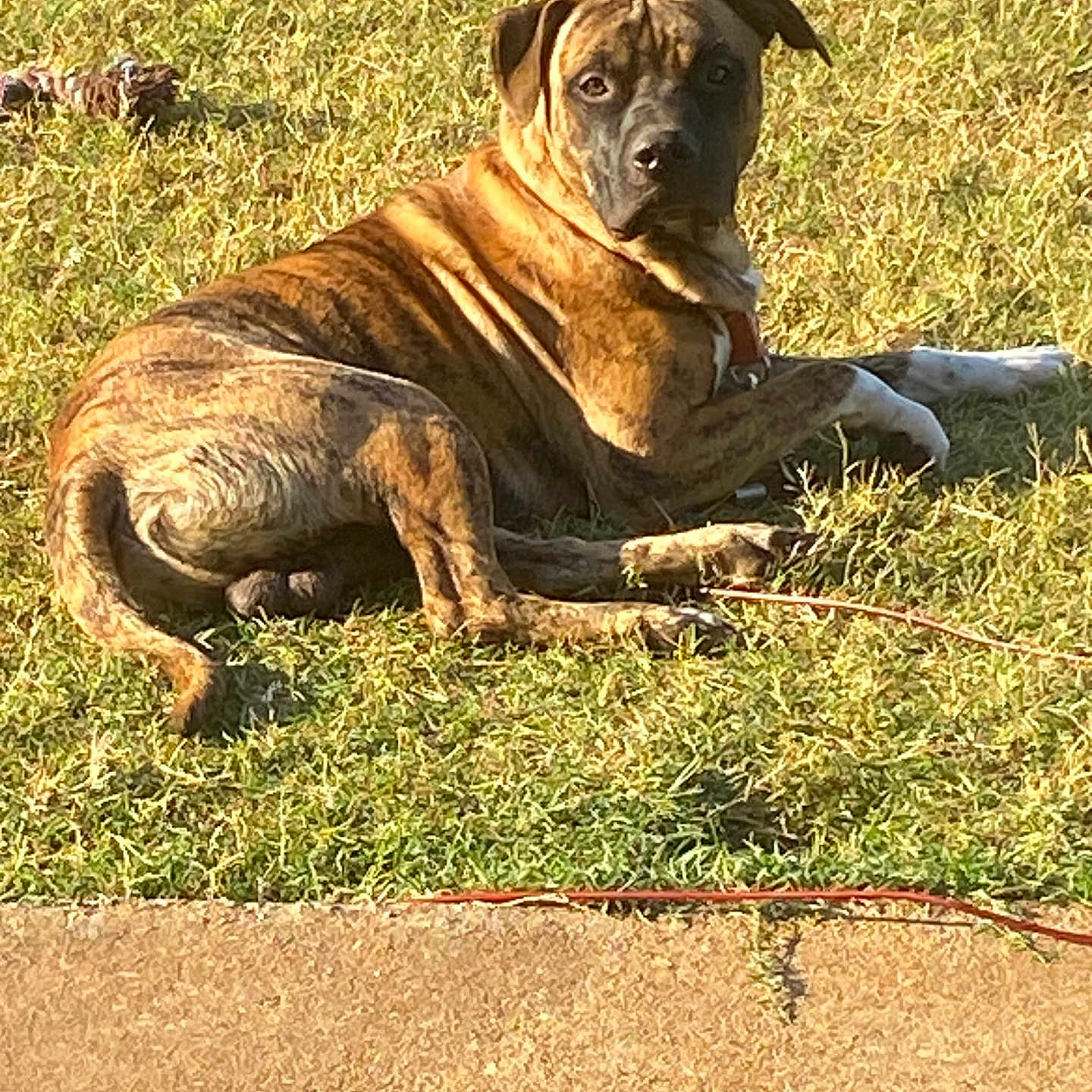 Bear joined the competition — help win amazing prizes! animal, brindle, canine, collar, curious, daytime, dog, ears, fur, grass, leash, lying_down, mammal, nature, outdoor, pet, relaxed, sidewalk, sunlight, watchful