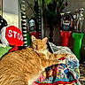 cat, orange_cat, pet, animal, feline, lying_down, relaxed, portrait, indoors, living_room, blanket, colorful_blanket, stop_sign_pillow, jukebox, plants, mirror, alien_figurine, furniture, sunlight, home_decor