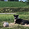 dog, soccer_ball, grass, field, rural, house, sky, tree, plant, outdoor, nature, animal, pet, summer, daylight, greenery, leaves, hedge, road, relaxing