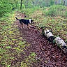 dog, forest, trail, stick, moss, log, greenery, trees, leaves, nature, outdoor, play, canine, animal, ground, bark, wood, daylight, path, exploration