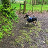 dog, forest, trail, greenery, moss, tree, wooden_fence, nature, outdoor, blur, motion, animal, pet, canine, grass, leaves, path, adventure, playful, daylight