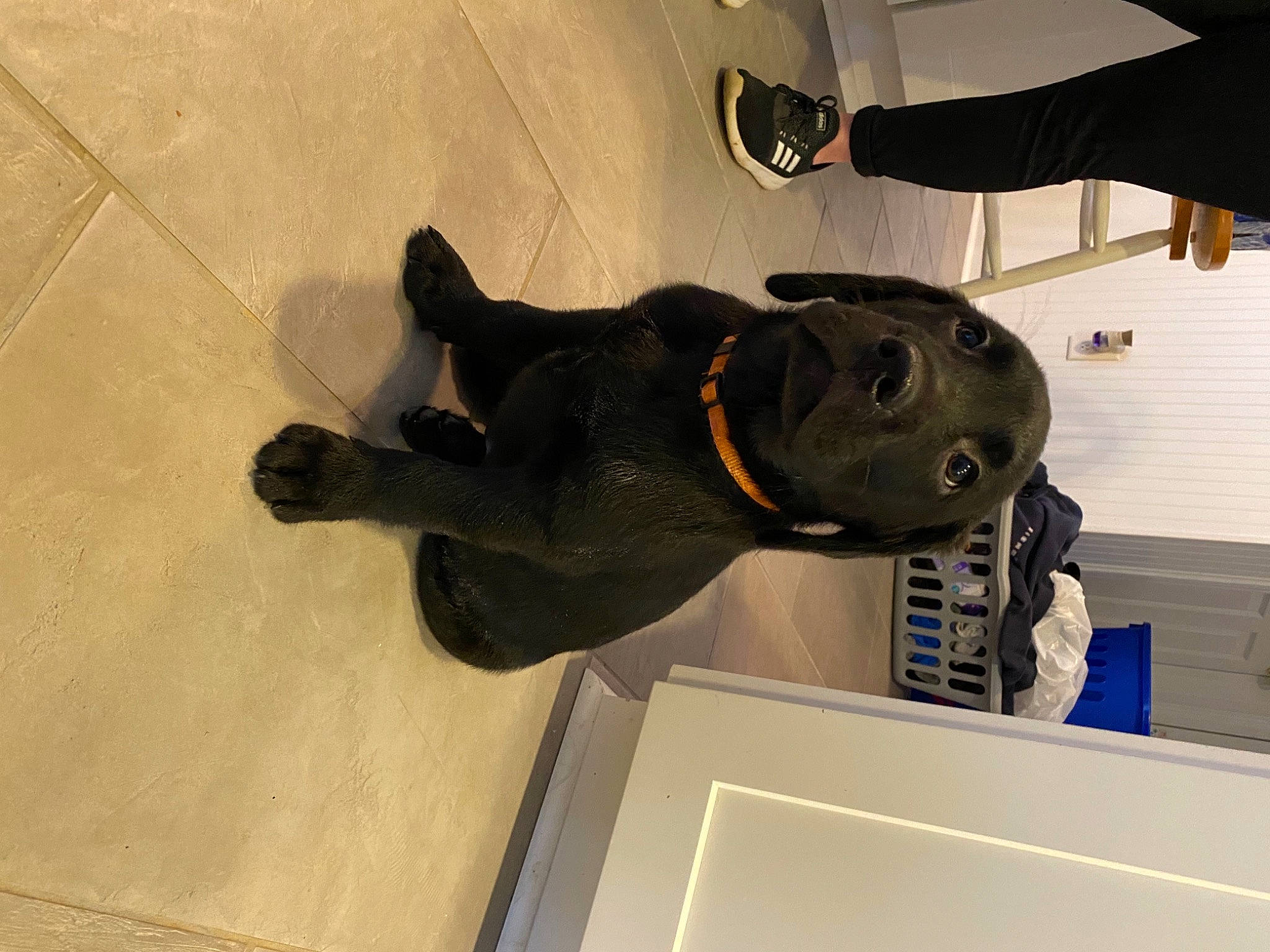 Creed is registered to the contest to win money with this photo: dog_breed, flooring, fur, gesture, glove, hardwood, machine, personal_protective_equipment, room, sculpture, snout, sporting_group, wood