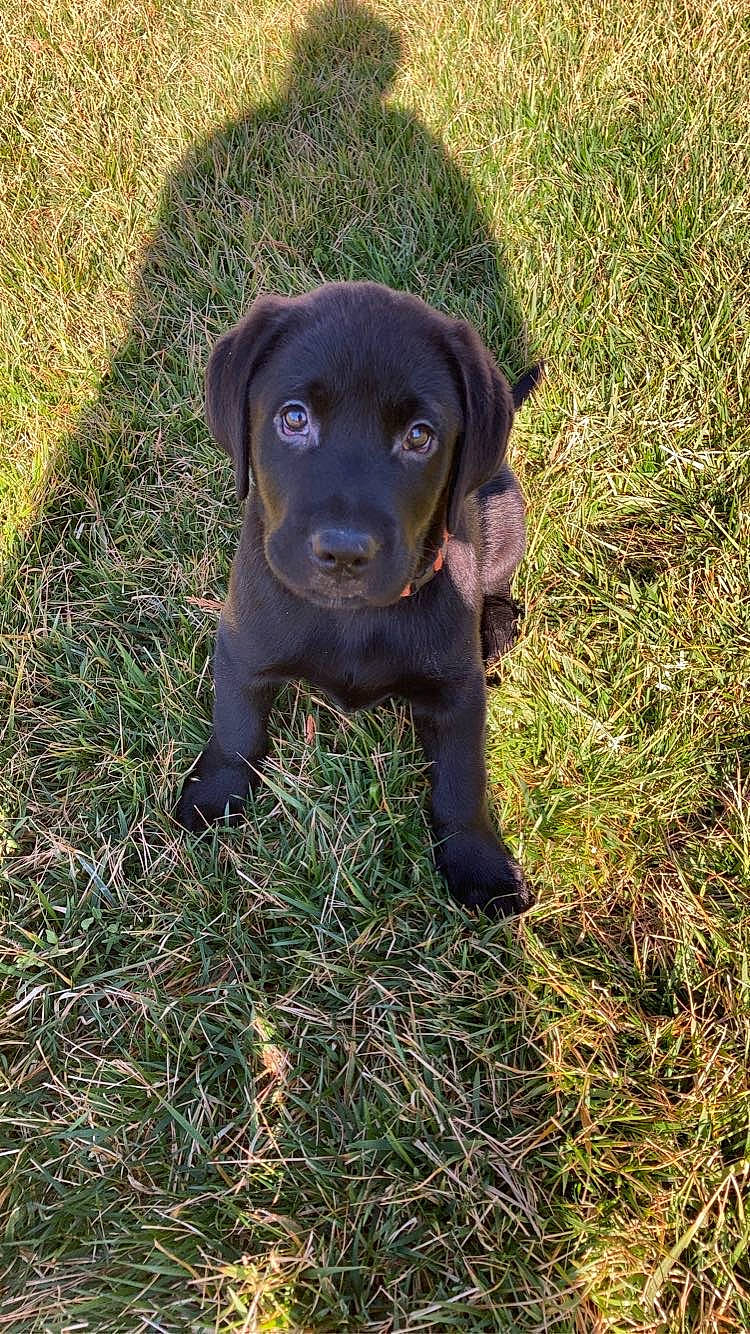 Creed joined the competition — help win amazing prizes! borador, canidae, carnivore, companion_dog, dog, dog_breed, fawn, fur, grass, grassland, gun_dog, labrador_retriever, liver, plant, prairie, retriever, sporting_group, terrestrial_animal, whiskers, working_animal