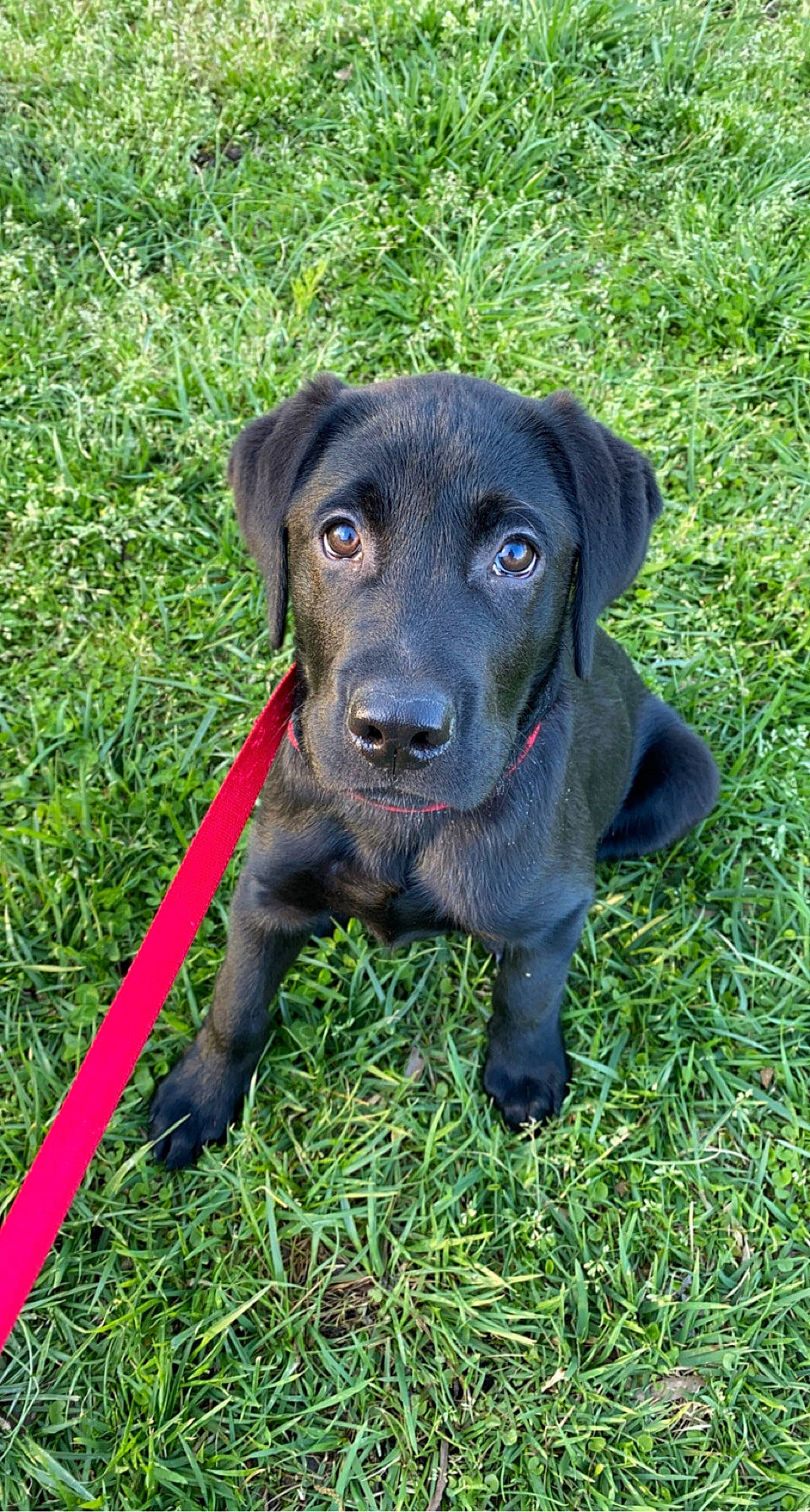 Creed is registered to the contest to win money with this photo: borador, canidae, carnivore, collar, companion_dog, dog, dog_breed, dog_collar, fur, grass, gun_dog, liver, personal_protective_equipment, plant, retriever, snout, sporting_group, terrestrial_animal, whiskers, working_animal