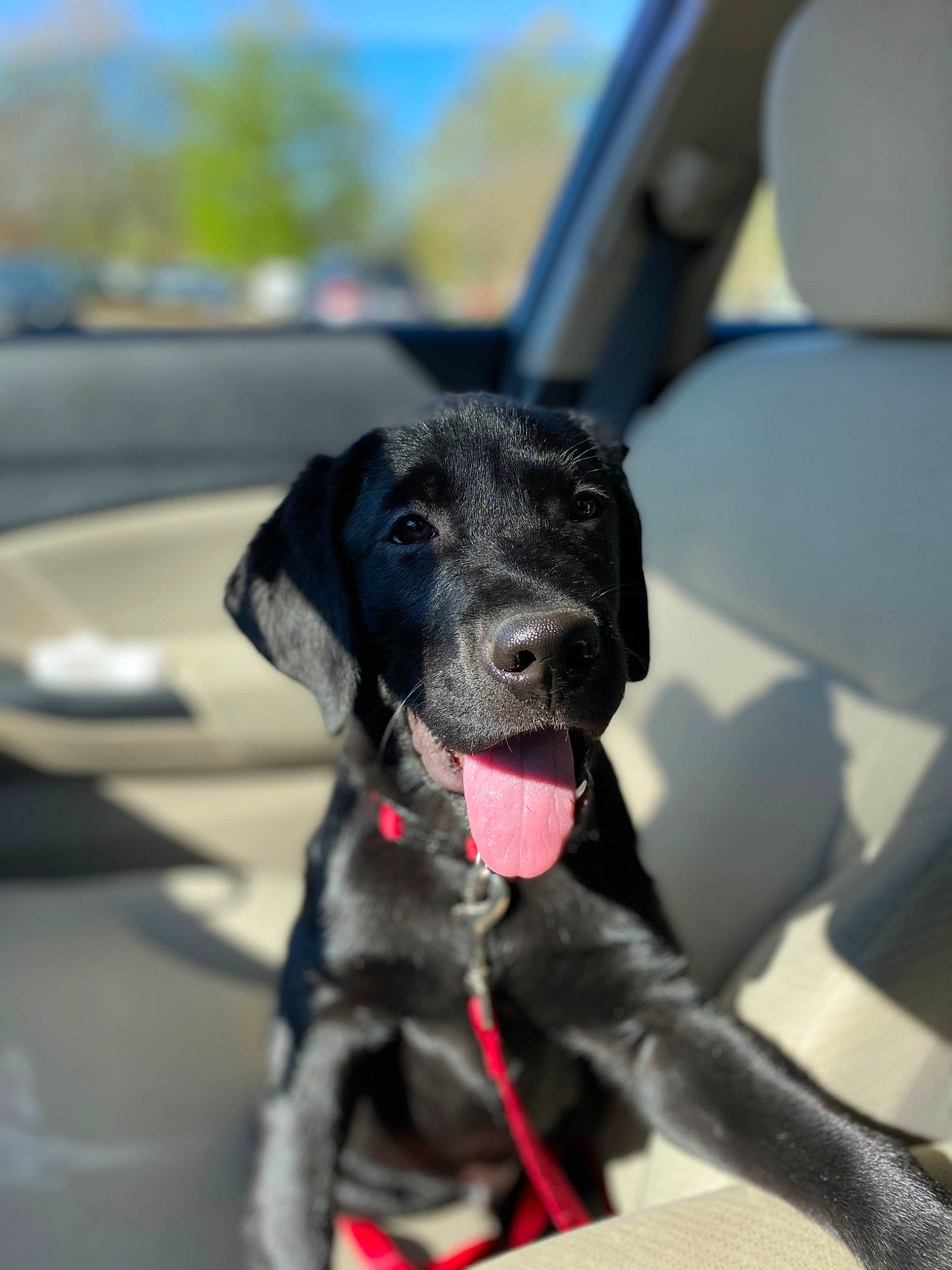 Creed joined the competition — help win amazing prizes! automotive_exterior, borador, carnivore, collar, companion_dog, dog, dog_breed, dog_collar, dog_supply, fashion_accessory, fur, gun_dog, leash, pet_supply, sky, snout, sporting_group, vehicle, vehicle_door, working_animal