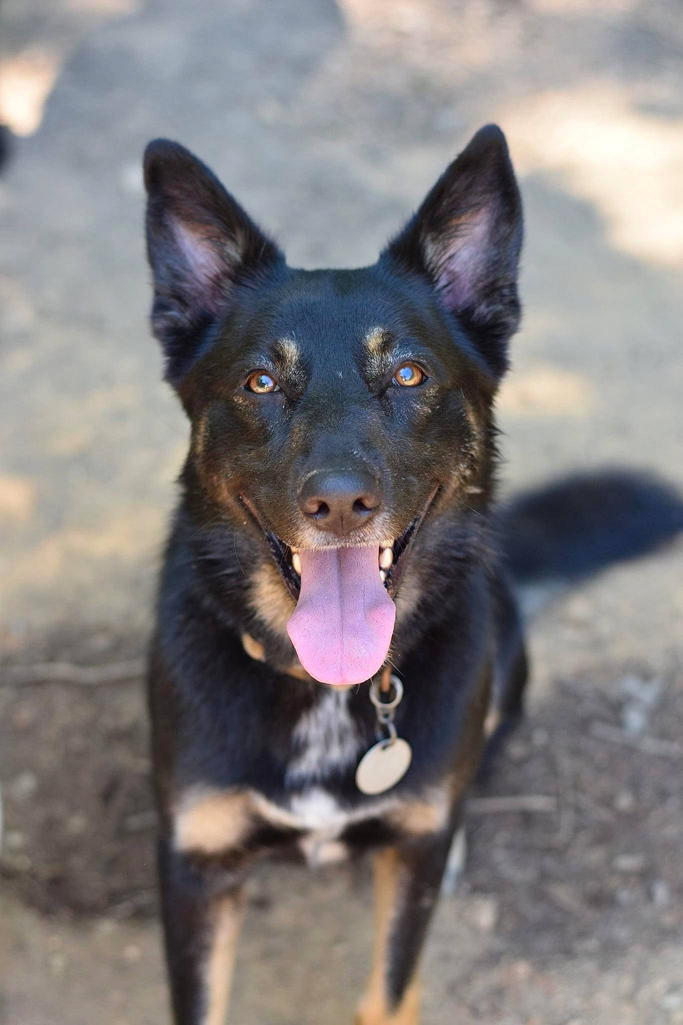 Champ joined the competition — help win amazing prizes! canidae, carnivore, dog, dog_breed, electric_blue, guard_dog, herding_dog, hunting_dog, mammal, non_sporting_group, snout, sporting_group, terrestrial_animal, wildlife, working_animal, working_dog