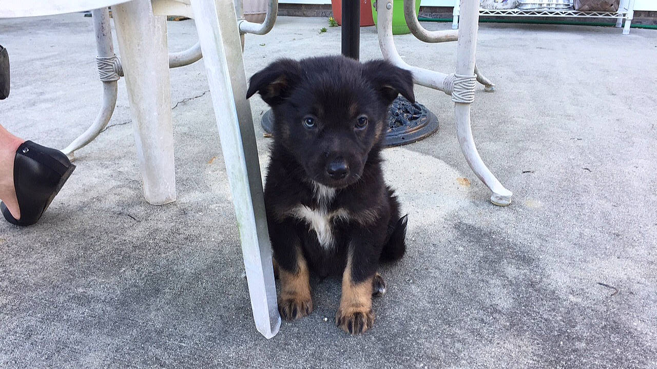 Champ is registered to the contest to win money with this photo: borador, canidae, carnivore, chair, companion_dog, dog, dog_breed, dog_collar, dog_supply, fawn, fur, guard_dog, paw, snout, sporting_group, tail, toy_dog, whiskers, working_animal, working_dog