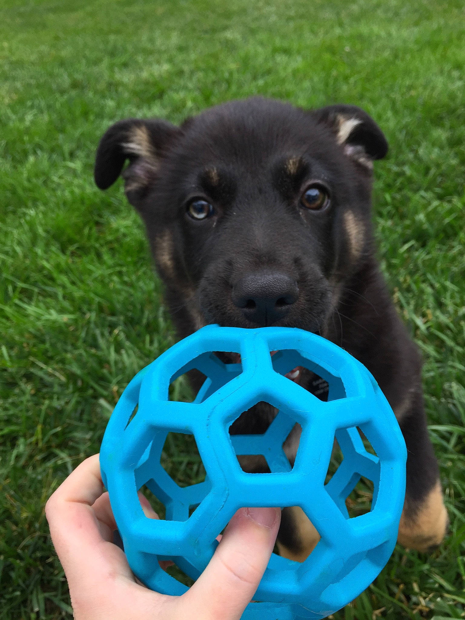 Champ is registered to the contest to win money with this photo: art, ball, bicycle, bicycle_part, canidae, carnivore, circle, dog, dog_breed, electric_blue, fashion_accessory, grass, recreation, rim, snout, spoke, sporting_group, sports_equipment, wheel, working_animal