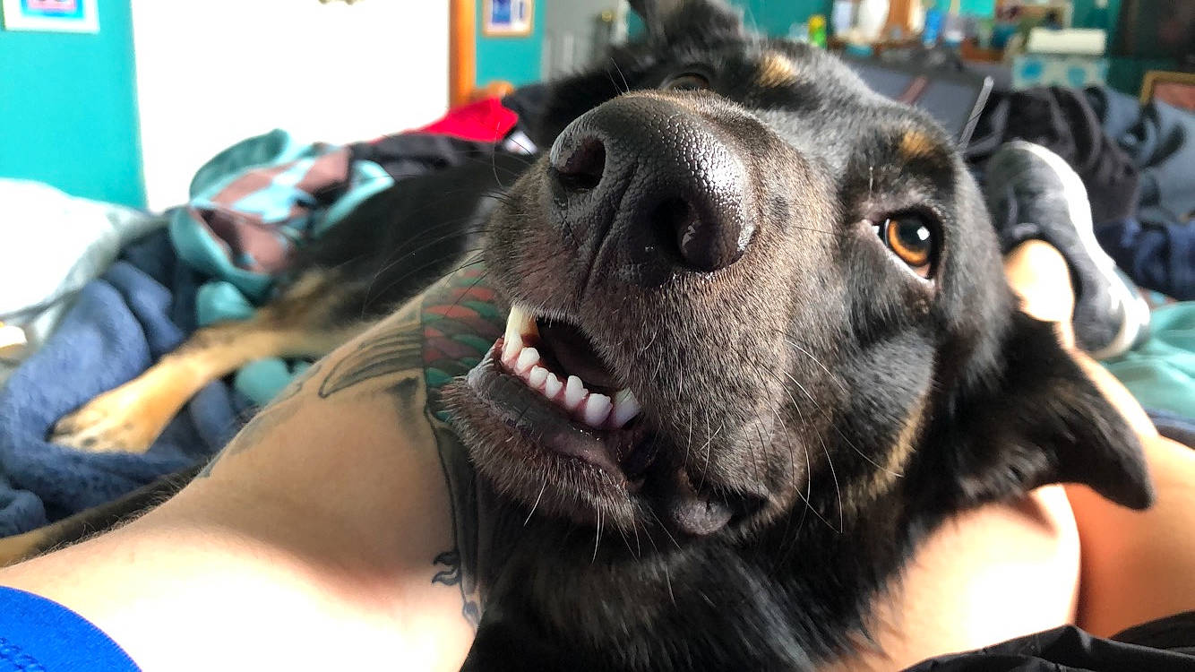 Champ is registered to the contest to win money with this photo: canidae, carnivore, collar, companion_dog, dog, dog_breed, dog_collar, ear, fawn, fur, guard_dog, jaw, leash, non_sporting_group, snout, sporting_group, whiskers, working_animal, working_dog