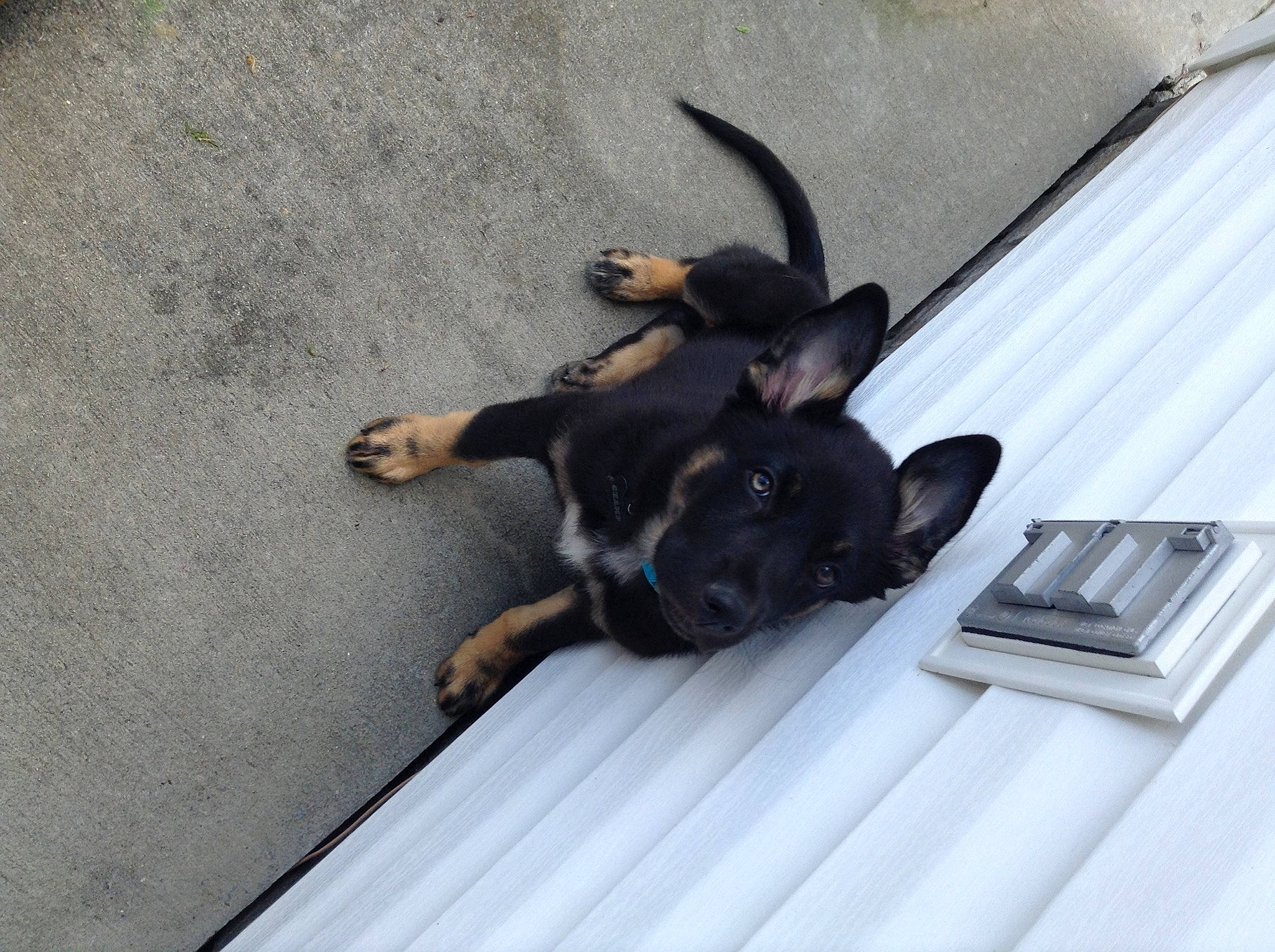 Champ joined the competition — help win amazing prizes! canidae, carnivore, comfort, companion_dog, dog, dog_breed, dog_collar, fawn, guard_dog, non_sporting_group, paw, pet_supply, puppy, snout, sporting_group, tail, toy_dog, working_animal, working_dog