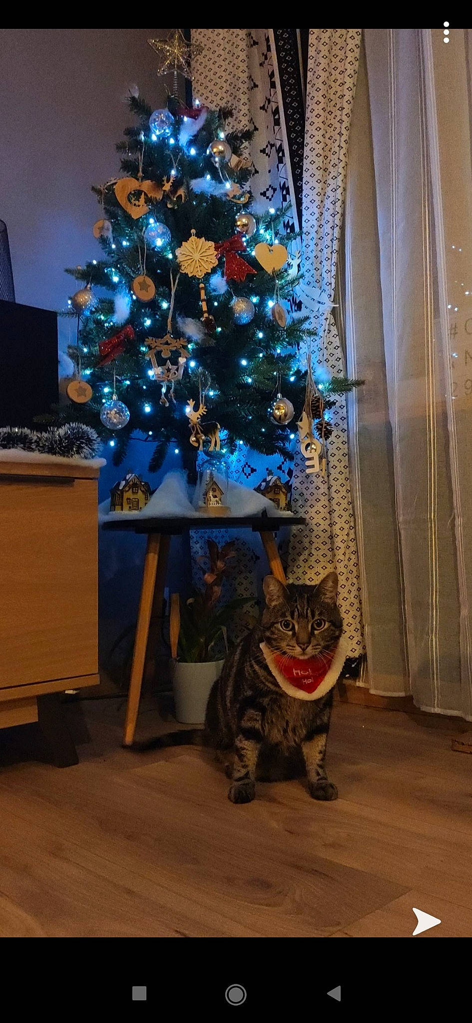 Oliver participe au concours pour gagner de l'argent avec cette photo : cabinetry, carnivore, christmas, christmas_decoration, christmas_eve, christmas_lights, christmas_ornament, christmas_tree, drawer, holiday, holiday_ornament, home, interior_design, ornament, room, snout, terrestrial_animal, vertebrate, whiskers