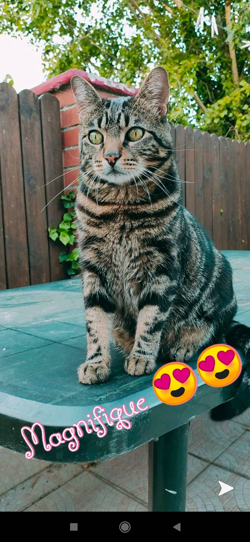 Oliver participe au concours pour gagner de l'argent avec cette photo : backyard, california_spangled, carnivore, cat, domestic_short_haired_cat, european_shorthair, felidae, fence, fur, home_fencing, small_to_medium_sized_cats, snout, tabby_cat, tail, teal, toe, vertebrate, whiskers, yard