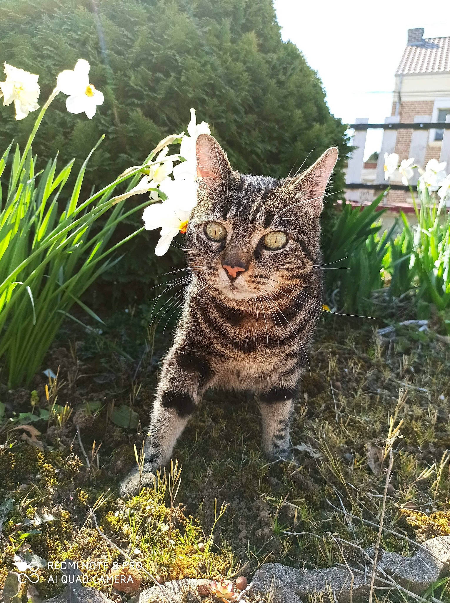 Oliver a rejoint le concours — aidez-le/la à gagner de superbes lots ! carnivore, cat, domestic_short_haired_cat, european_shorthair, felidae, fur, grass, grass_family, herbaceous_plant, small_to_medium_sized_cats, snout, tabby_cat, tail, terrestrial_animal, whiskers, wild_cat
