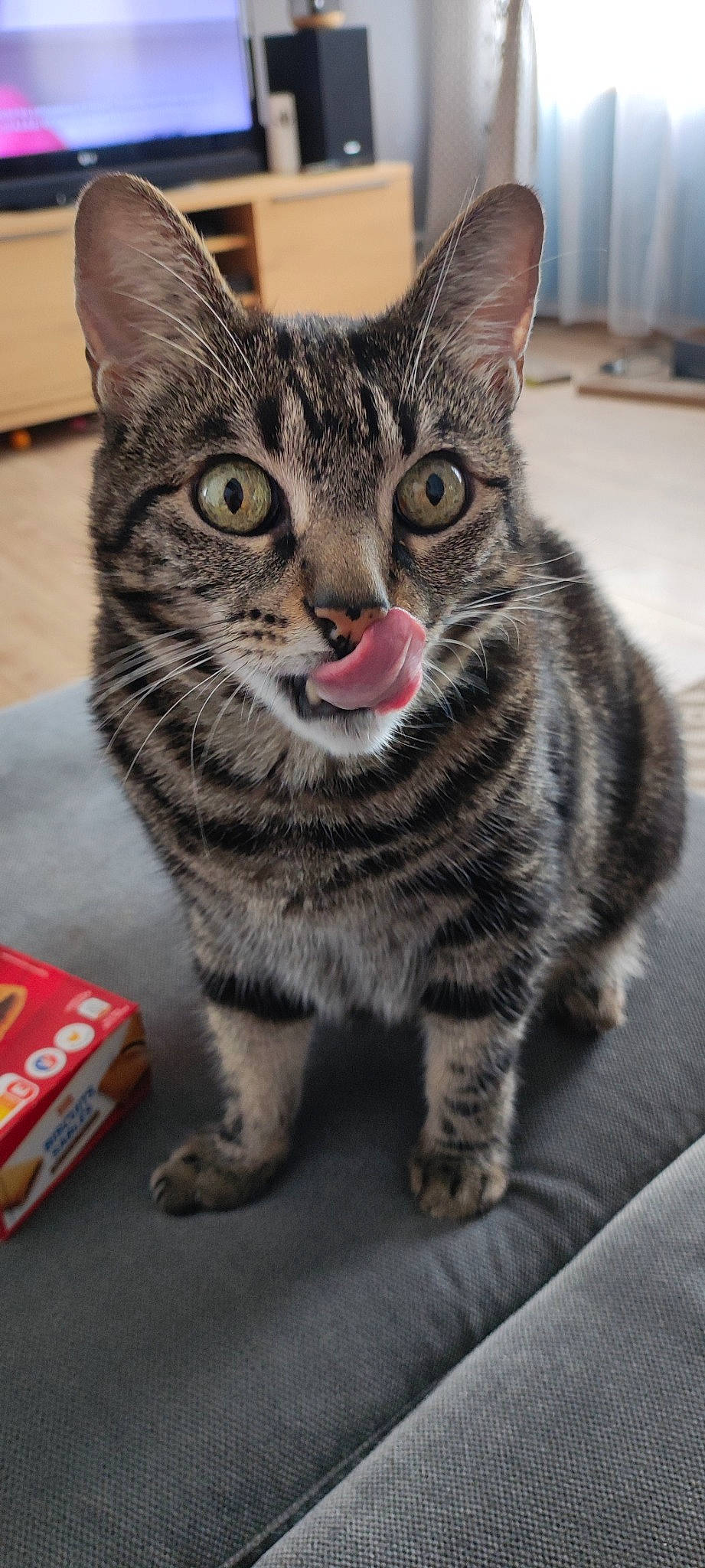 Manou participe au concours pour gagner de l'argent avec cette photo : art, carnivore, cat, domestic_short_haired_cat, felidae, fur, paw, small_to_medium_sized_cats, snout, terrestrial_animal, whiskers