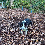 Magic is registered to the contest to win money with this photo: animal, canine, collar, daylight, dog, fall, forest, fur, greenery, ground, leaves, nature, outdoor, park, pet, picnic_table, playful, tennis_ball, tree, wooded_area