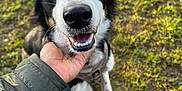 Magic is registered to the contest to win money with this photo: animal, black_and_white, canine, closeup, collar, dog, ears, friendly, fur, grass, happy, human_hand, muzzle, nature, outdoor, paw, pet, playful, snout, tongue