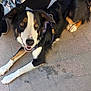 dog, border_collie, canine, pet, animal, outdoor, pavement, smiling, lying_down, black_fur, white_fur, brown_fur, happy, friendly, people, shoe, footwear, leash, collar, closeup