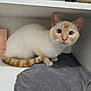Praline a rejoint le concours — aidez-le/la à gagner de superbes lots ! cat, animal, blue_eyes, cream_colored, striped_tail, folded_clothing, gray_shirt, white_cabinet, curious, perched, indoor, pet, feline, whiskers, ears, shelf, minimalistic, domestic, resting, close_up