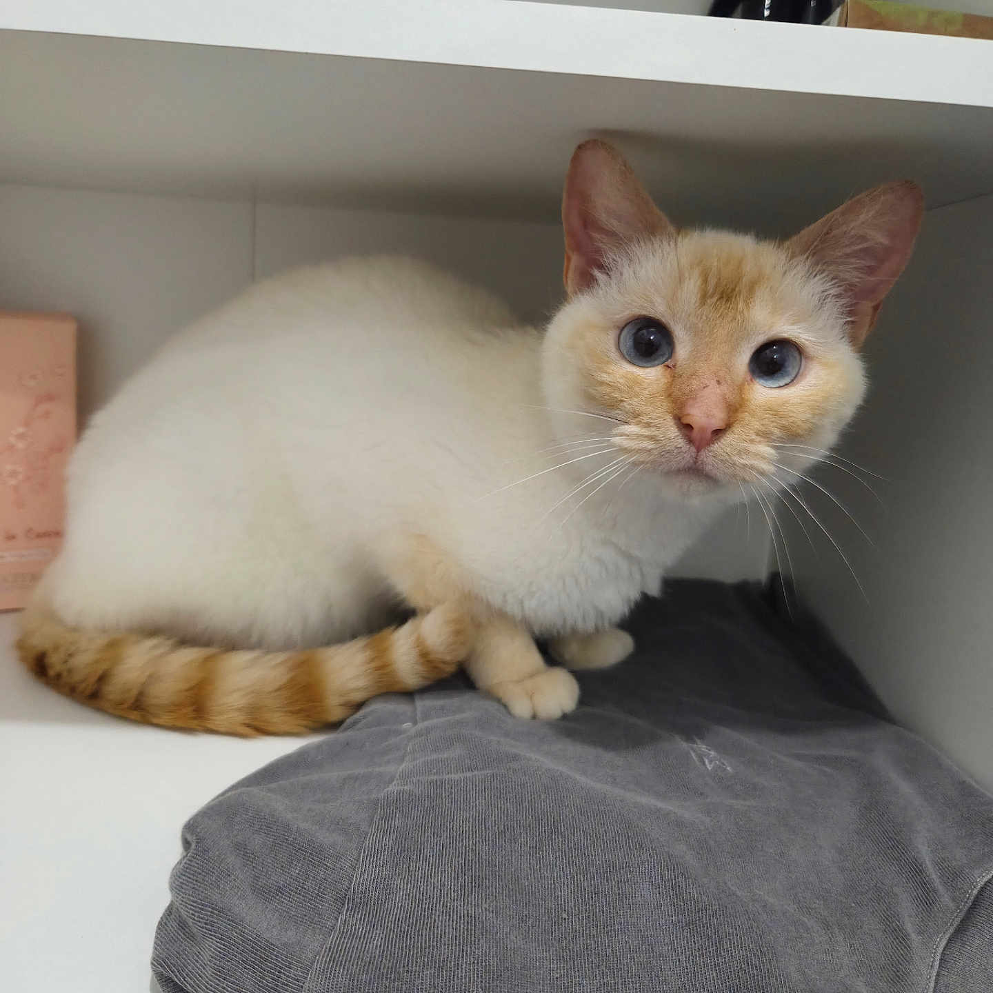 Praline a rejoint le concours — aidez-le/la à gagner de superbes lots ! animal, blue_eyes, cat, close_up, cream_colored, curious, domestic, ears, feline, folded_clothing, gray_shirt, indoor, minimalistic, perched, pet, resting, shelf, striped_tail, whiskers, white_cabinet