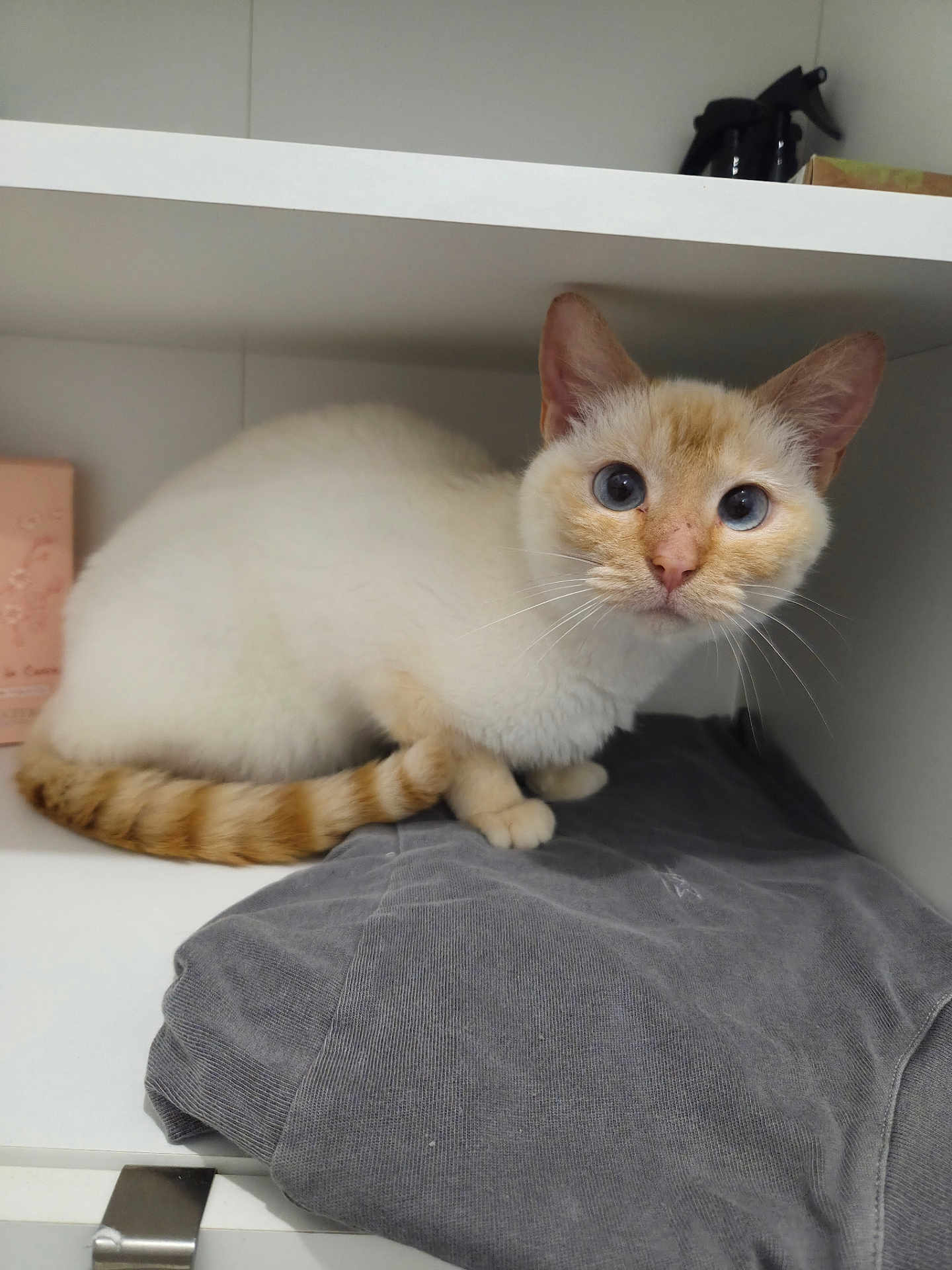 Praline a rejoint le concours — aidez-le/la à gagner de superbes lots ! cat, animal, blue_eyes, cream_colored, striped_tail, folded_clothing, gray_shirt, white_cabinet, curious, perched, indoor, pet, feline, whiskers, ears, shelf, minimalistic, domestic, resting, close_up