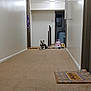 dog, hallway, carpet, indoor, lighting, doormat, bag, wall, door, floor, ceiling_light, home, pet, animal, quiet, resting, domestic, empty_space, leash, calm