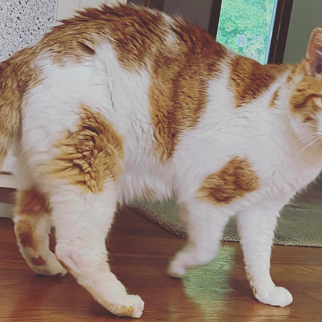 Rusty Ledoux is registered to the contest to win money with this photo: animal, cat, curious, domestic_cat, feline, fur, greenery, home, indoor, licking, mischievous, nose, orange, pet, tail, walking, whiskers, white, window, wooden_floor