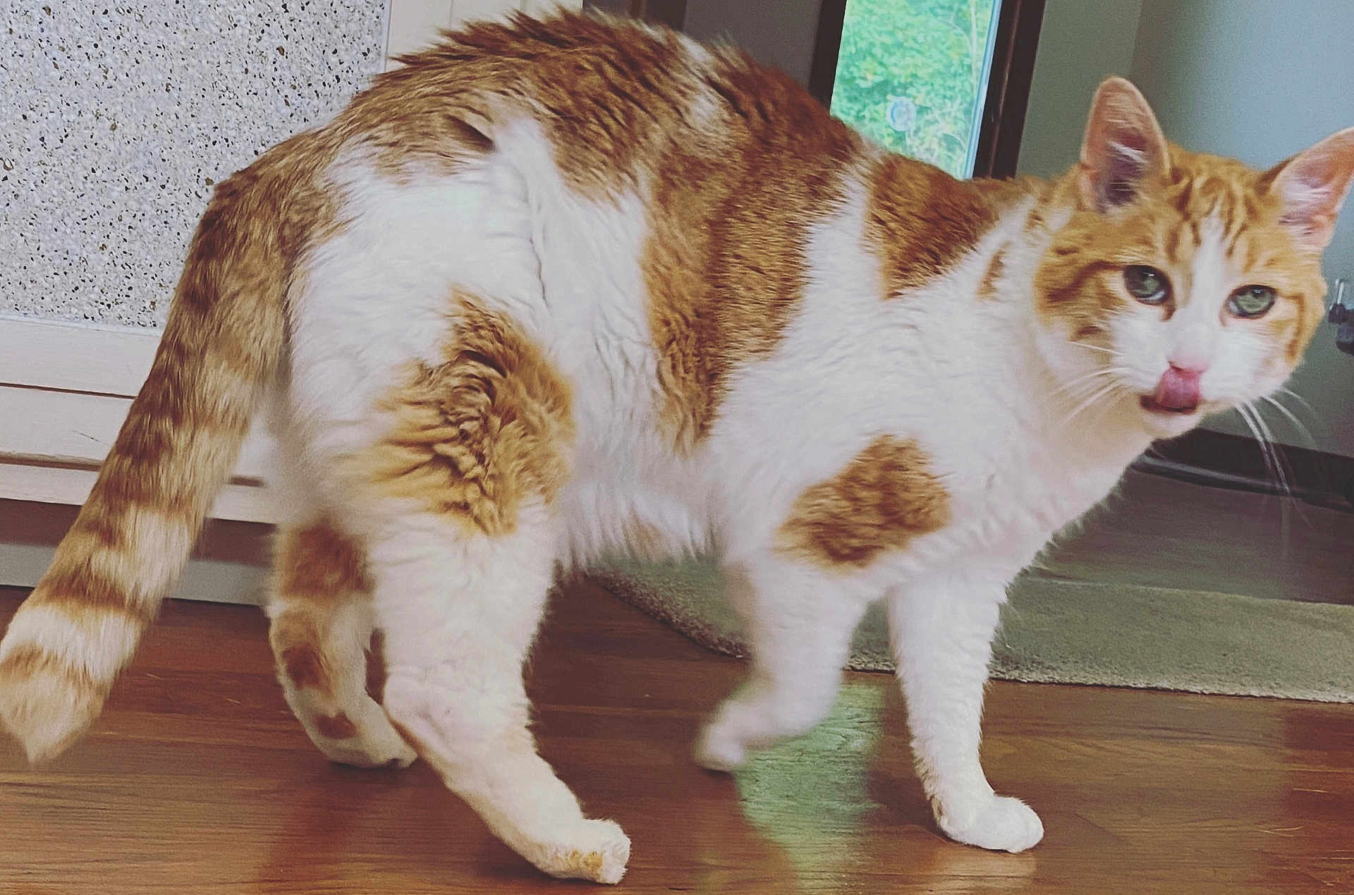 Rusty Ledoux is registered to the contest to win money with this photo: cat, orange, white, fur, indoor, wooden_floor, licking, nose, pet, animal, whiskers, tail, curious, walking, domestic_cat, greenery, window, home, mischievous, feline