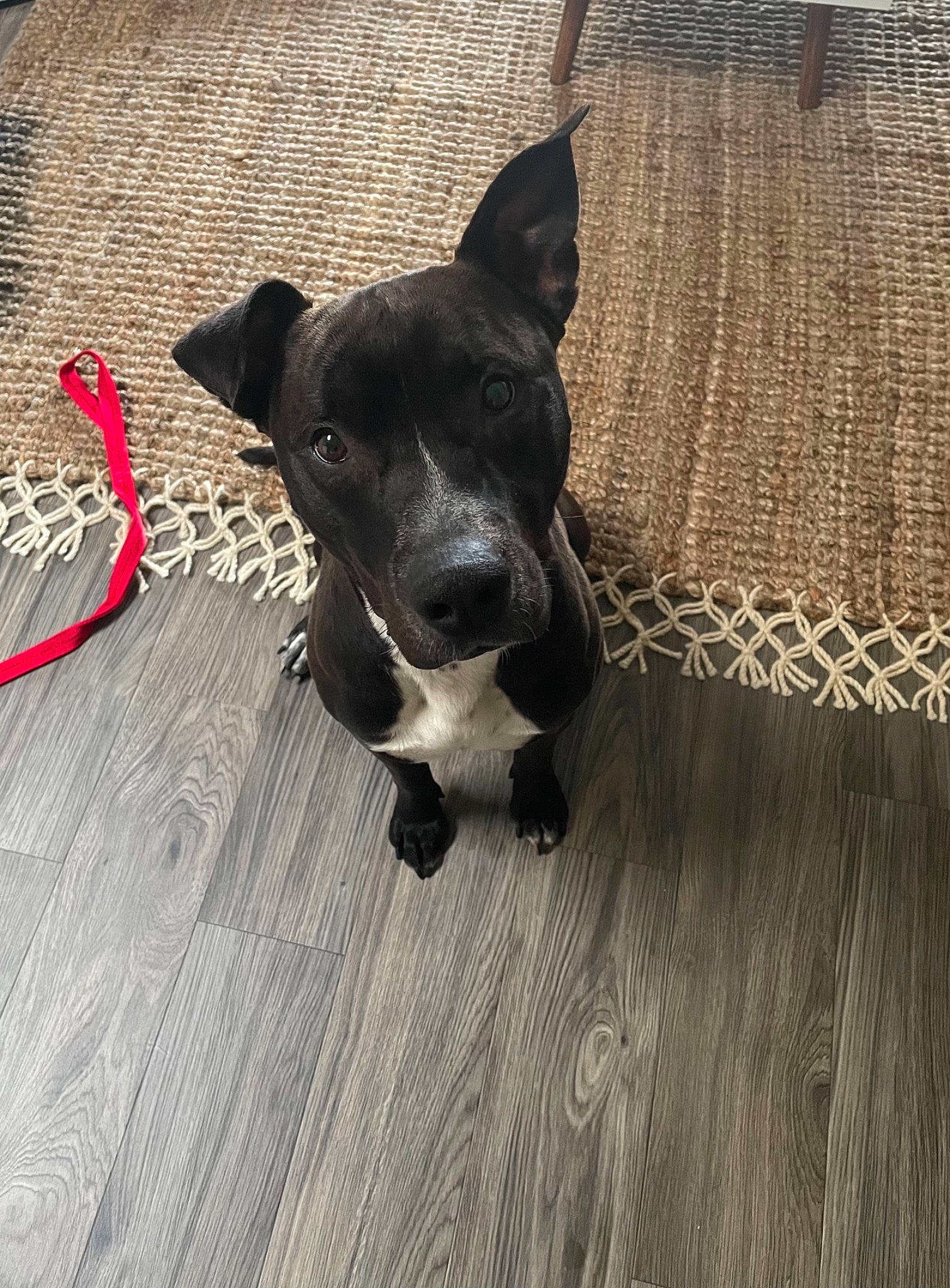 Bradley joined the competition — help win amazing prizes! carnivore, collar, companion_dog, dog, dog_breed, dog_collar, fawn, floor, flooring, grey, hardwood, laminate_flooring, paw, pet_supply, snout, tail, whiskers, wood, wood_flooring, working_animal