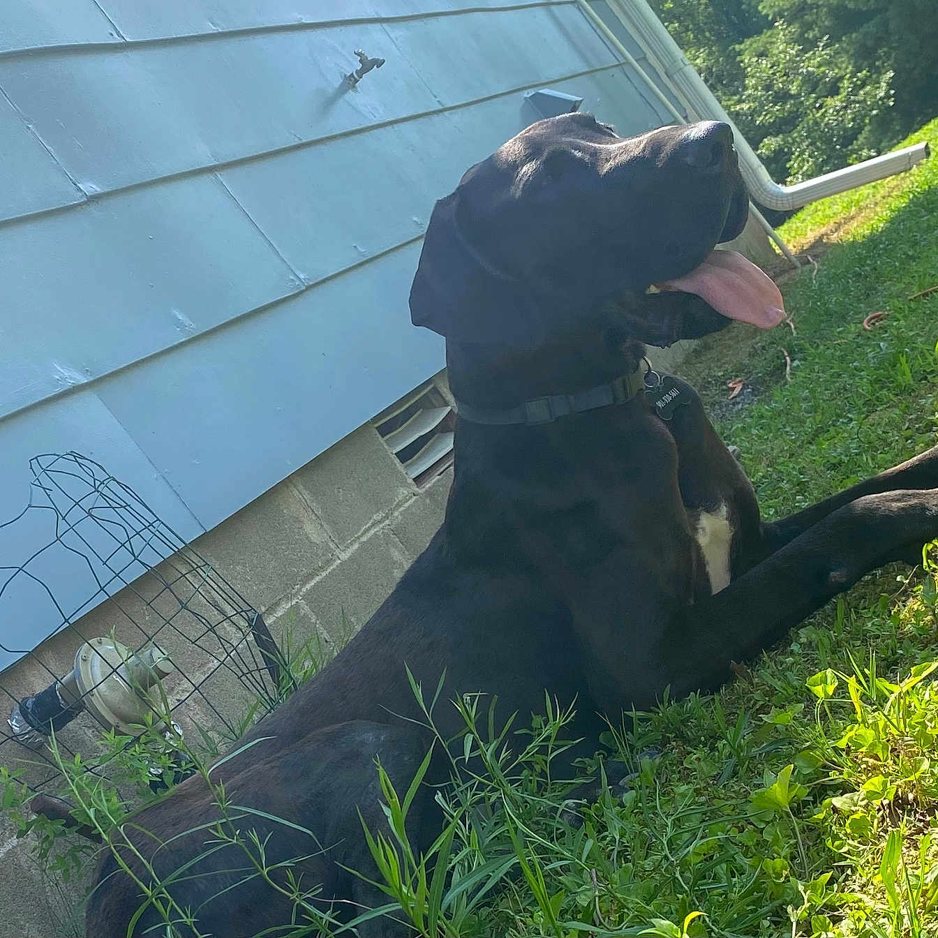 Hank joined the competition — help win amazing prizes! animal, architecture, backyard, building, canine, dog, grass, greatdane, hound, indoors, interiordesign, lawn, nature, outdoors, pet, plant, pointer, puppy, shelter, yard