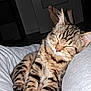 Yukie participe au concours pour gagner de l'argent avec cette photo : cat, tabby, kitten, sleeping, pet, indoor, cozy, relaxed, fur, animal, legs, human, comfort, cute, whiskers, paws, striped, resting, domestic_cat, closeup