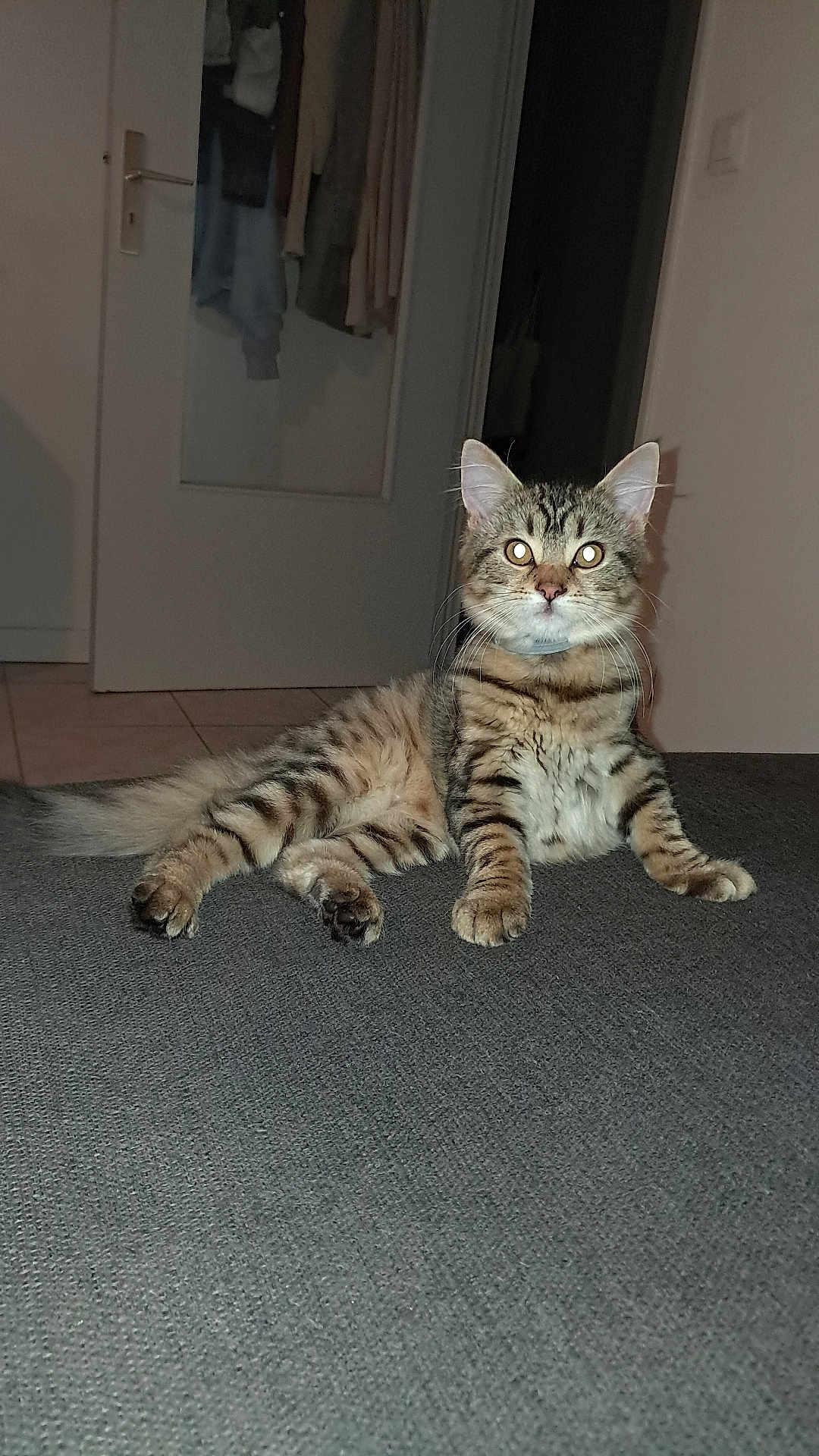 Yukie a rejoint le concours — aidez-le/la à gagner de superbes lots ! cat, tabby, pet, animal, indoor, feline, fur, whiskers, eyes, ears, paws, tail, gray_surface, door, clothing, home, relaxed, lying_down, flash, night
