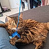 cat, couch, feline, fluffy, fur, home_interior, indoor, jeans, leg, paw, pet, shelf, sofa, string, tabby_cat, tail, tile_floor, toy, whiskers, yellow_eyes
