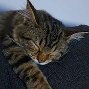 Yukie participe au concours pour gagner de l'argent avec cette photo : cat, tabby, sleeping, paw, fur, closeup, relaxation, indoor, pet, animal, cozy, resting, whiskers, feline, texture, comfort, cute, peaceful, claw, mammal