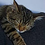 cat, tabby, sleeping, paw, fur, closeup, relaxation, indoor, pet, animal, cozy, resting, whiskers, feline, texture, comfort, cute, peaceful, claw, mammal