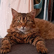 Yukie participe au concours pour gagner de l'argent avec cette photo : cat, close_up, cozy, cute, fabric, feline, fur, golden_eyes, indoor, laundry, long_hair, paws, pet, portrait, relaxed, sitting, tabby, towel, whisker_spread, whiskers