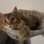 Yukie participe au concours pour gagner de l'argent avec cette photo : animal, cat, couch, cozy, curious, ears, eyes, fur, furniture, hammock, home, indoor, paws, pet, plush, relaxed, resting, tabby, wall, whiskers