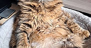 Yukie a rejoint le concours — aidez-le/la à gagner de superbes lots ! books, bookshelf, cat, cat_bed, close_up, cozy, desk, fluffy, funko_figure, fur, indoor, monitor, paws, pet, portrait, relaxed, tabby_cat, television, whiskers, yellow_eyes
