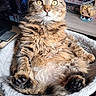 books, bookshelf, cat, cat_bed, close_up, cozy, desk, fluffy, funko_figure, fur, indoor, monitor, paws, pet, portrait, relaxed, tabby_cat, television, whiskers, yellow_eyes