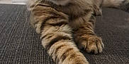 Yukie a rejoint le concours — aidez-le/la à gagner de superbes lots ! cat, kitten, tabby, paw, stretching, indoor, closeup, feline, whiskers, ears, fur, striped, curious, young_animal, pet, mammal, portrait, looking_at_camera, texture, floor