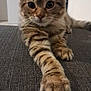 cat, kitten, tabby, paw, stretching, indoor, closeup, feline, whiskers, ears, fur, striped, curious, young_animal, pet, mammal, portrait, looking_at_camera, texture, floor