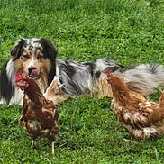 Truf participe au concours pour gagner de l'argent avec cette photo : dog, australian_shepherd, chicken, grass, meadow, animal, outdoor, farm, nature, pet, bird, greenery, fluffy, licking_lips, curious, strutting, friendship, domestic_animals, summer, peaceful