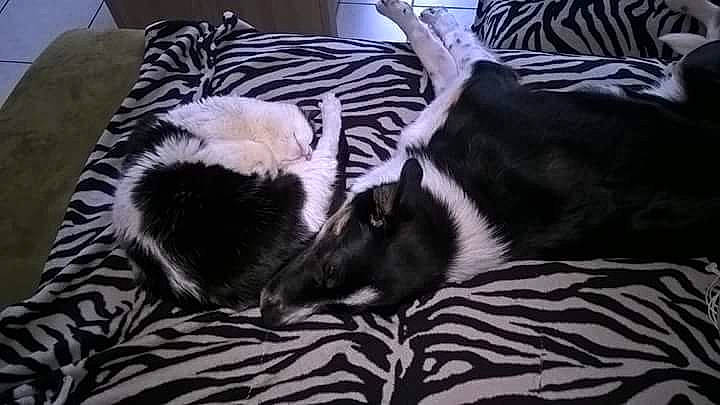 Leucky a rejoint le concours — aidez-le/la à gagner de superbes lots ! bed_sheet, black_and_white, canidae, carnivore, companion_dog, fur, furniture, sporting_group, wildlife