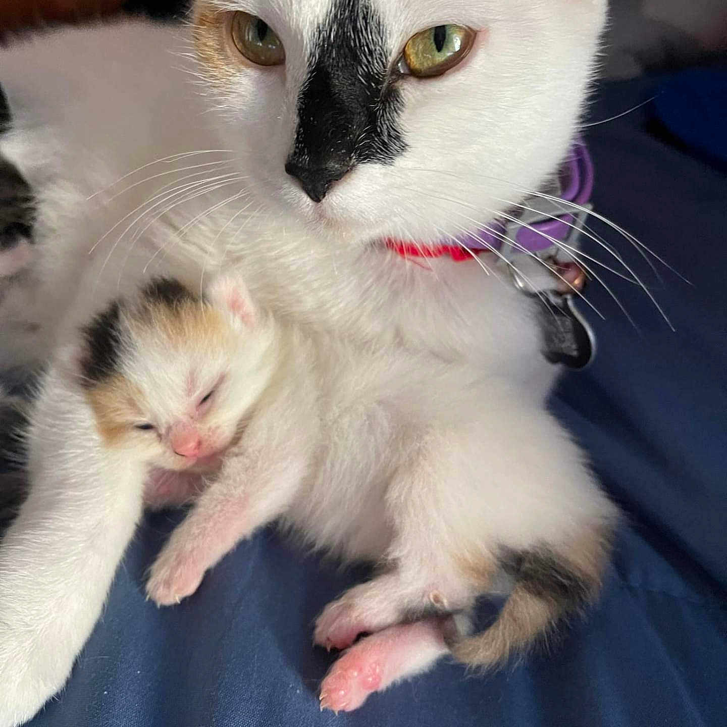 Macky is registered to the contest to win money with this photo: abyssinian, accessories, angora, animal, cat, doctor, formalwear, furniture, kitten, manx, person, pet, siamese, sleeping, snout, tie, white