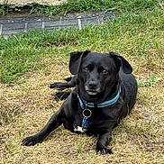 Jaxx joined the competition — help win amazing prizes! dog, black_dog, pet, animal, outdoor, grass, dry_grass, garden, lawn, collar, dog_tag, lying_down, portrait, looking_at_camera, floppy_ears, black_fur, white_chest_mark, stone_wall, greenery, garden_ornament