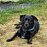 dog, black_dog, pet, animal, outdoor, grass, dry_grass, garden, lawn, collar, dog_tag, lying_down, portrait, looking_at_camera, floppy_ears, black_fur, white_chest_mark, stone_wall, greenery, garden_ornament