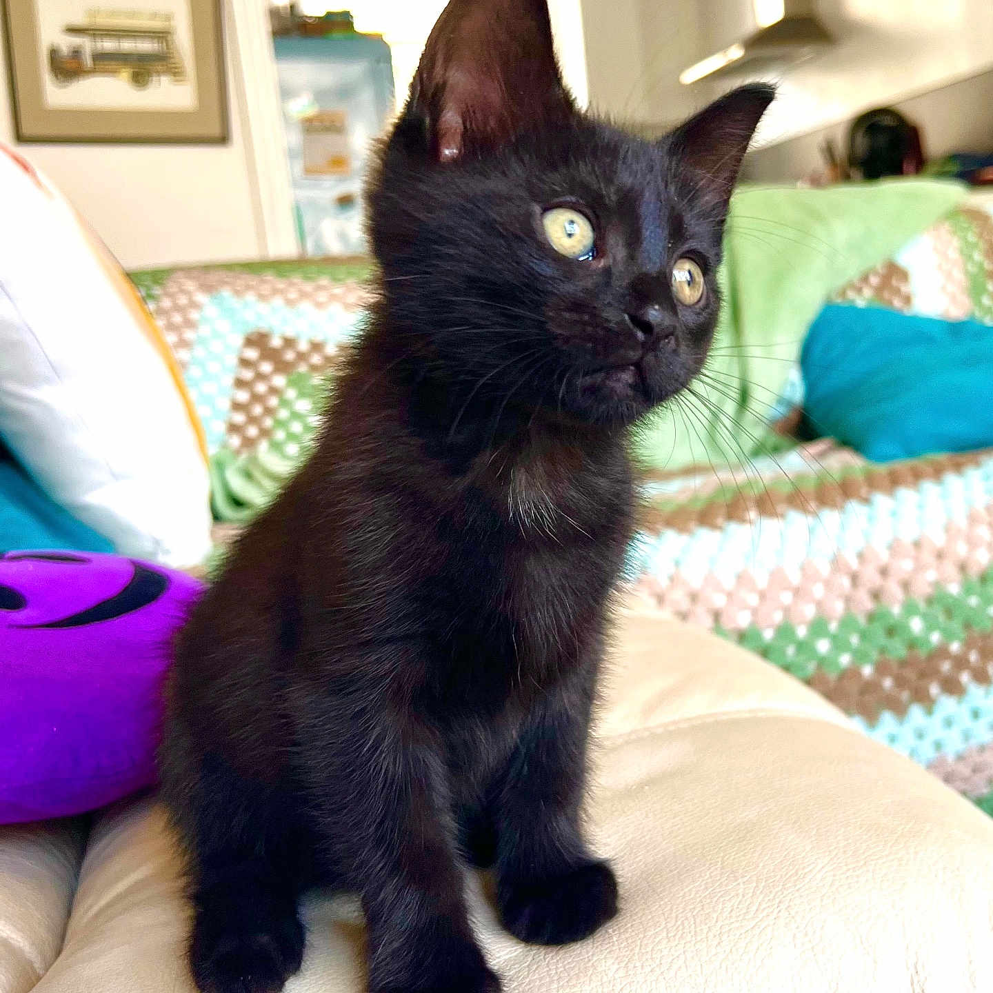 Caesar is registered to the contest to win money with this photo: abyssinian, animal, architecture, bed, bedroom, blackcat, blanket, building, cat, couch, cushion, furniture, homedecor, indoors, kitten, livingroom, manx, pet, quilt, room