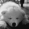 dog, puppy, white_fur, fluffy, sleepy, lying_down, face, nose, eyes, paws, long_fur, adorable, cute, monochrome, black_and_white, indoor, floor, living_room, furniture, portrait
