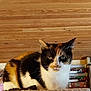 Et. participe au concours pour gagner de l'argent avec cette photo : animal, background, calico_cat, cat, closeup, curious, domestic_cat, ears, eyes, feline, fur, household, indoor, mammal, pet, resting, shelf, texture, whiskers, wooden_wall