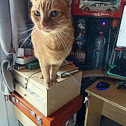Balou participe au concours pour gagner de l'argent avec cette photo : alert, boxes, cat, charging_cable, cluttered_room, computer_keyboard, computer_mouse, curious, curtain, desk, floor_tiles, furniture, indoor, keys, monitor, orange_tabby, pet, stacked_boxes, toy_car, water_bottle
