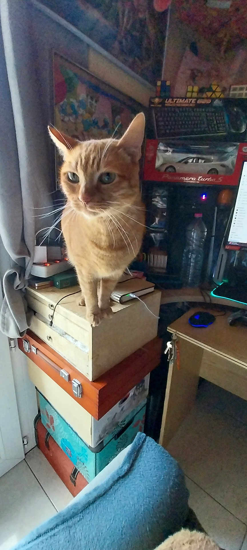 Balou participe au concours pour gagner de l'argent avec cette photo : alert, boxes, cat, charging_cable, cluttered_room, computer_keyboard, computer_mouse, curious, curtain, desk, floor_tiles, furniture, indoor, keys, monitor, orange_tabby, pet, stacked_boxes, toy_car, water_bottle